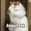 Ampun dek