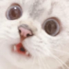 Gatos fofos 22