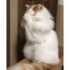 Cats cure depression 11