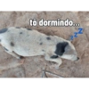 tô dormindo... zZ