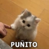 PUÑITO