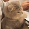 Animalitos para reaccionar  14