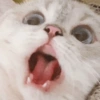 Gatos fofos 13