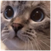 Gatos fofos 25