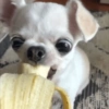 Perritos para reaccionar 12