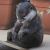 Otter 12