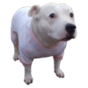 Memes Perritos 🐕 16