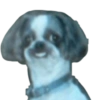 Memes Perritos 🐕 7