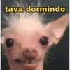 MEMES ANIMAIS  5
