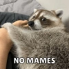 NO MAMES