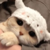 Gatos fofos 15