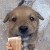 Doguitos 5