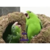 VALEN Y SOFI 26