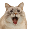 Gatitos Reacciones  13