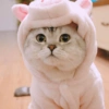 Gatos fofos 16