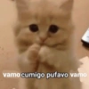 vamo cumigo pufavo vamo