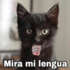 @Harley Stickers
Ahora
somos
novios
Mira mi lengua