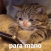 MEMES ANIMAIS  14