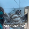 ΑΜΑΑΑΑΑΑΑ