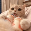 Gatos fofos 9