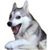 Memes Perritos 🐕 8