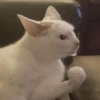 Cats cure depression 15