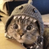 Gatos fofos 11