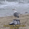 Aprobado, ¿Pero que
aprendí?
