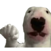 Memes Perritos 🐕 12