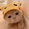 Gatos fofos 6