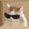 Cats cure depression 14