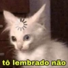 MEMES ANIMAIS  6