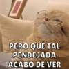 PERO QUÉ TAL
PENDEJADA
ACABO DE VER