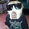 Doguitos 11