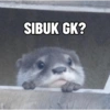 SIBUK GK?