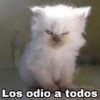 ✨Gatitos con frases😺✨3 12