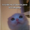 La vida no es bonita pero tu si miamor AVO SINGL