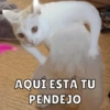 AQUÍ ESTÁ TU PENDEJO