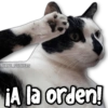 🍃 MEMES Random 5.0 🤯🌝 8