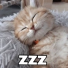 @Harley Stickers/
ZZZ