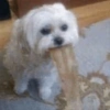 Perritos para reaccionar 8