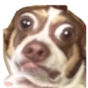 Memes Perritos 🐕 15