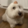 Perritos para reaccionar 7