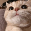 Gatos fofos 20