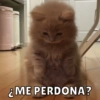 ¿ME PERDONA?