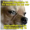Perritos con canciones Sad 16