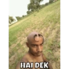 HAI DEK