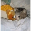 Cats cure depression 9