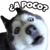 🐶 Perritos Husky ❤️ 9