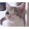 Cats cure depression 6